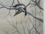 a picture of a bird that is flying in the air