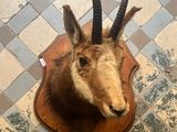 a goat head mounted on a wall on a tiled floor