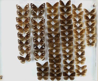de nombreux papillons exposés dans une vitrine