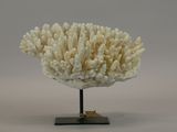 an image of a piece of coral on a stand