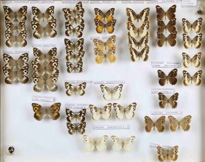 de nombreux types de papillons différents présentés dans une vitrine
