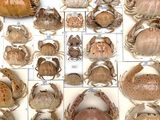a lot of crabs that are on display in a box