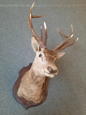 a deer head mounted on the wall of a building
