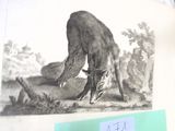 une photo d'un animal posé sur une table