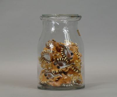 a glass jar filled with a lot of small snakes