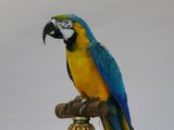 painting of a parrot sitting on top of a wooden post