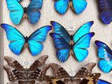 blue and brown butterflies in a shadow box on a white surface