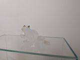 a glass table with a frog figurine on top of it