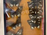 a picture of a display of butterflies in a shadow box