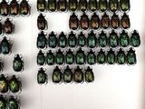 a lot of beetles that are hanging on the wall