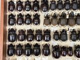a lot of beetles that are in a display case