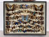 a lot of butterflies that are in a shadow box