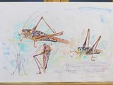 dessin représentant une sauterelle et un locuste sur une feuille blanche