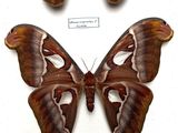 two large moths sitting on top of each other on a white surface