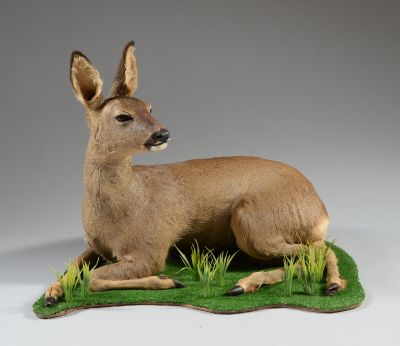 un cerf couché dans l'herbe