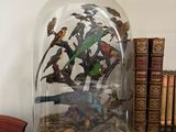 une cloche en verre contenant des oiseaux, posée sur une table