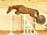 a horse that is jumping over a jump in the air