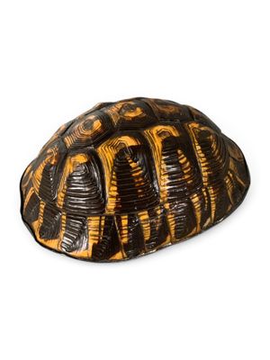 une image représentant une carapace de tortue sur fond blanc