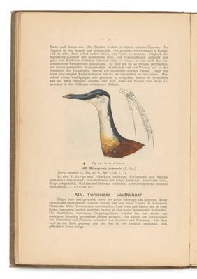 un livre ouvert avec l'image d'un oiseau dessus