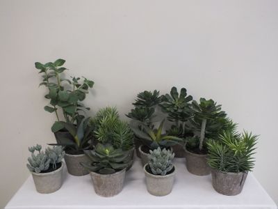 de nombreuses variétés de plantes succulentes dans de petits pots, disposées sur une table