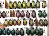 a lot of beetles that are on display in a box