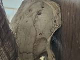 a close up of an elephant ' s tusk with a hole in it ' s trunk