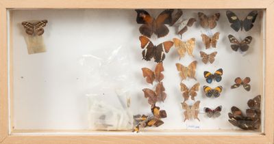 de nombreux papillons exposés dans un cadre en bois