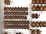 a lot of bugs that are on display in a case