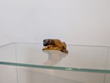 figurine de tortue posée sur une étagère en verre dans une pièce blanche
