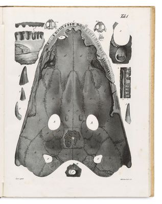 un vieux dessin en noir et blanc représentant la gueule et les dents d'un requin