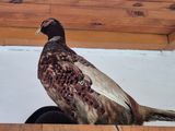 un oiseau perché sur un chapeau