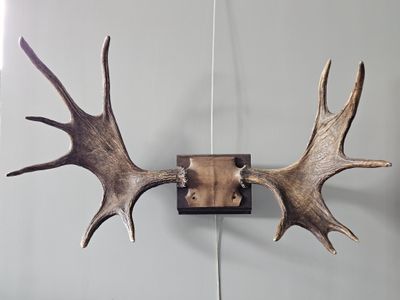 a deer antlers hanging on a wall in a room