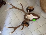 a lot of antlers on the floor of this room
