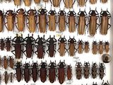 a lot of bugs that are on display in a glass case