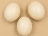 trois œufs blancs posés les uns à côté des autres sur une table