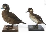 deux canards sont posés sur un socle en bois, sur fond blanc