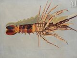 an oil painting of a shrimp on a white background