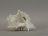 a shell with a tag on it sitting on a table
