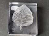 a glass box with a leaf in it on a table