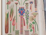 an open book with drawings of plants and flowers on it