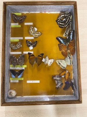 a picture of a display of butterflies in a wooden frame