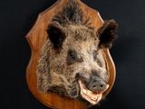 a boar head mounted on a wooden plaque on a wall