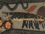 a painting of a fish and other items on the wall
