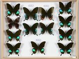 de nombreux papillons disposés dans un cadre en bois