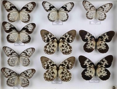 de nombreux papillons exposés dans une vitrine