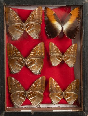 a lot of butterflies that are in a shadow box