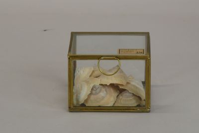 a glass box with shells inside of it on a white surface