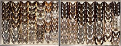 a lot of feathers that are on display in a glass case