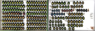 two pictures of a display case filled with lots of different types of beetles