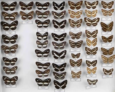 de nombreux types de papillons exposés dans une vitrine
